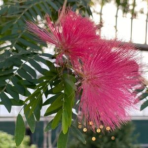 Meet your Posher, Lis